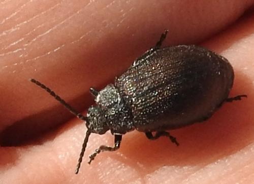Galeruca pomonae